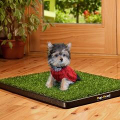 How to pee pad train your dog