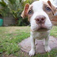 How to Prepare For a New Pitbull Puppy