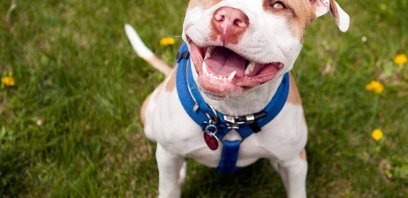 Why You Shouldn’t Overlook Adopting a Pitbull