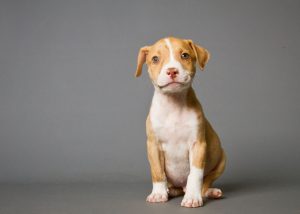 Pit-bull puppy