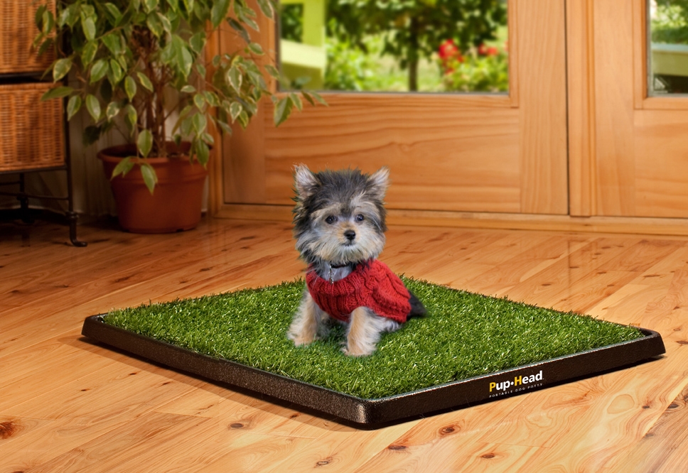 How to Pee Pad Train Your Dog Dog Friendly Directory