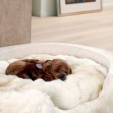 Top Aspects to Remember When Creating a Dog Bed