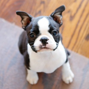 winnie-boston-terrier-puppy-widget-12-weeks-01