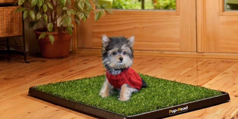 How to Pee Pad Train Your Dog