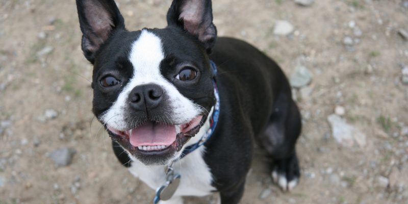 Cutest Boston Terriers Ever!