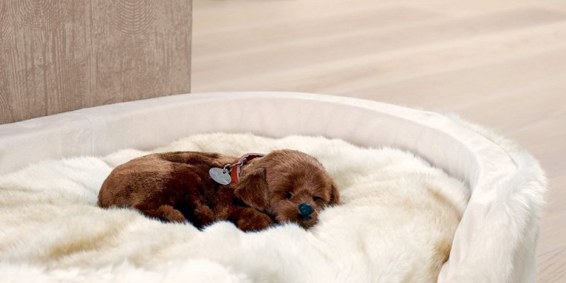 Top Aspects to Remember When Creating a Dog Bed