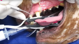 Why It’s Important To Remove Your Dog’s Dental Plaque