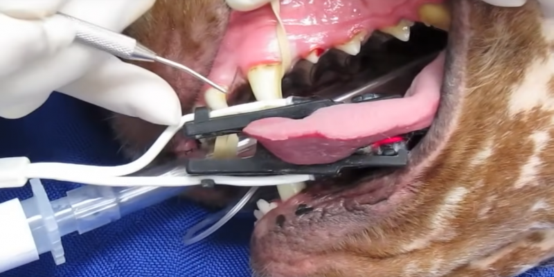 Why It’s Important To Remove Your Dog’s Dental Plaque