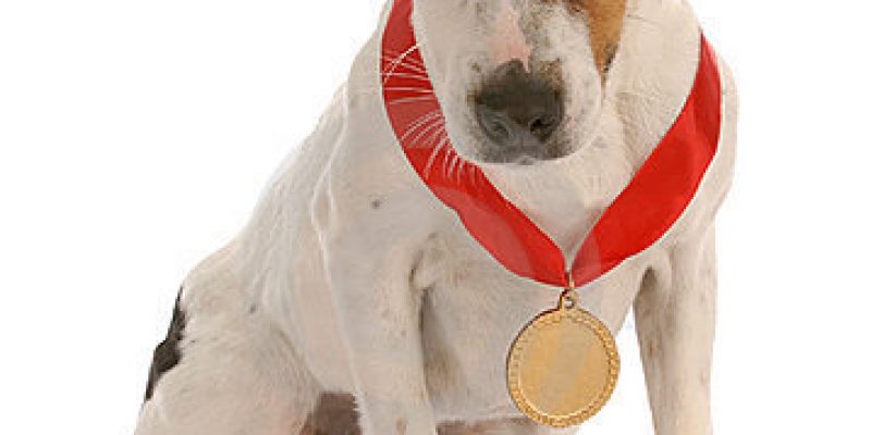 Award Winning Dogs