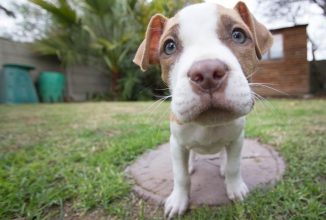 How to Prepare For a New Pitbull Puppy