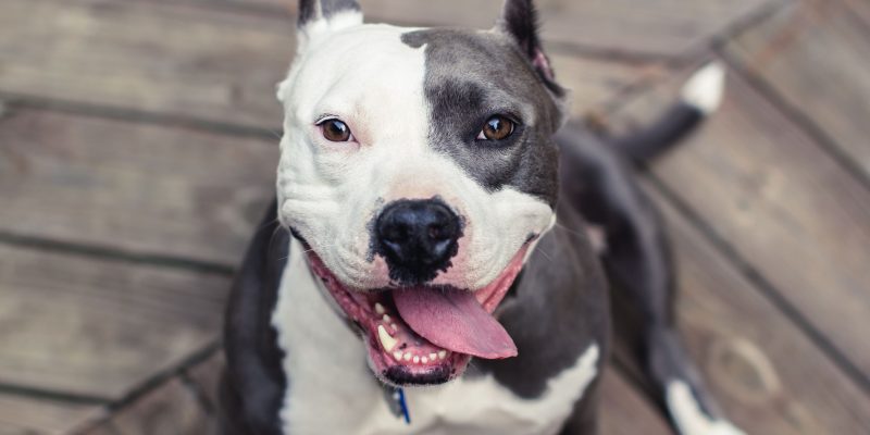 Pit Bulls Are One of the Most Loyal Breeds Out There